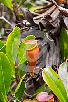 Nepenthes, Picher plants, carnivorous plants