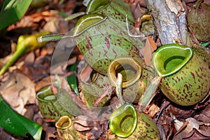 Nepenthes pitcher plant pouch on the forest ground besides dry leaves