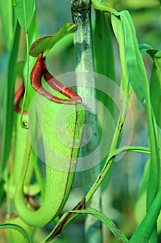 Nepenthes pitchers hang from tendrils. Selective focusing on the