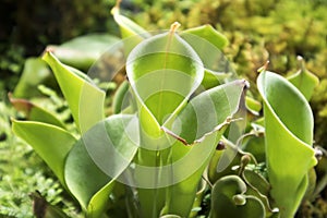 the Nepenthes, A Pitfall traps, pitcher plant in the botanical garden