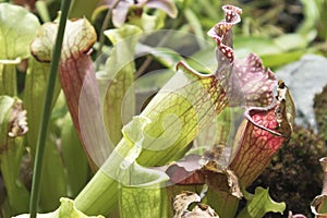 Nepenthes, A Pitfall traps, pitcher plant in the botanical garden