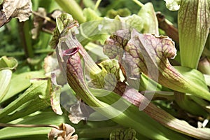 Nepenthes, A Pitfall traps, pitcher plant in the botanical garden