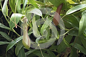 Nepenthes, A Pitfall traps, pitcher plant in the botanical garden