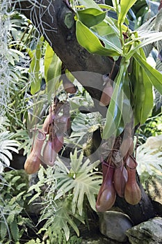 Nepenthes, A Pitfall traps, pitcher plant in the botanical garden