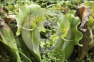 Nepenthes, A Pitfall traps, pitcher plant in the botanical garden