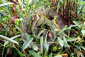 Nepenthes, A Pitfall traps, pitcher plant photo