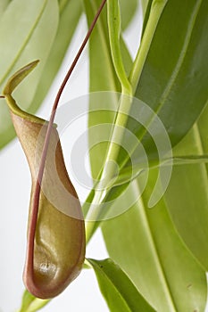 Nepenthes plant