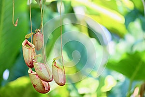 Nepenthes plant with selective focus on green background