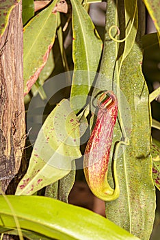 Nepenthes are plants that can catch insects