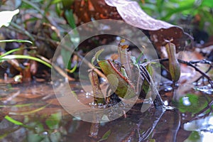 Nepenthes plants life on the water with reflection from water. Borneo Nepenthes. Nepenthes natural habitat.
