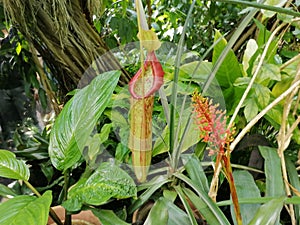 Nepenthes at Poznan botanical garden, Poland