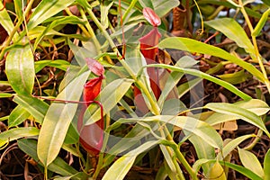 Nepenthes predatory plant, two red jugs, a jug of fresh natural carnivorous tropical plant Nepenthes hiding in the foliage