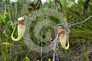 Nepenthes Rafflesiana carnivorous plant