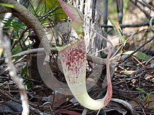 Nepenthes Rafflesiana carnivorous plant