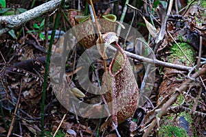 nepenthes rafflesiana and nepenthes ampullaria side by side in the same area in nature