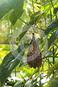 Nepenthes rafflesiana pitcher plant in exotic tropical garden