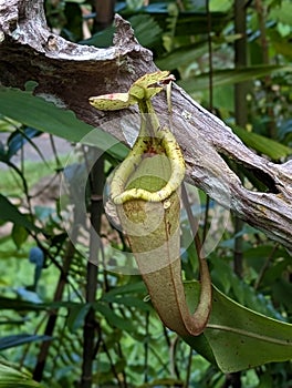 Raffles in wild rain forest photo