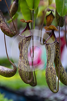 Nepenthes rafflesiana in Thailand photo