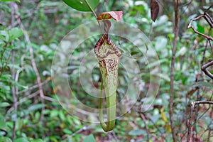 Nepenthes rafflesiana upper pitchers are funnel-shaped and often bear a distinctive raised section at the front of the peristome.