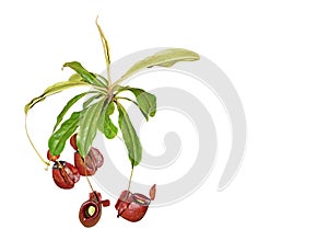 Nepenthes rajah or carnivorous plant on white background