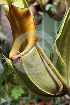 Nepenthes Rajah Pitcher carnivorous flytrap plant