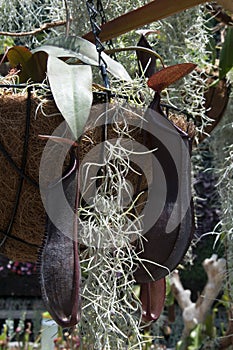 Nepenthes sanguinea a blood red hanging pitcher plant in hanging garden basket