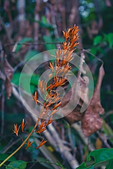 Nepenthes seeds in natural habitat