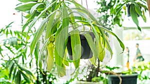 Nepenthes sp.,tropical exotic carnivorous plant