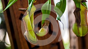 Nepenthes sp.,tropical exotic carnivorous plant