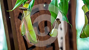 Nepenthes sp.,tropical exotic carnivorous plant