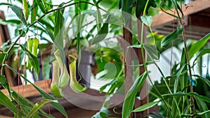 Nepenthes sp.,tropical exotic carnivorous plant