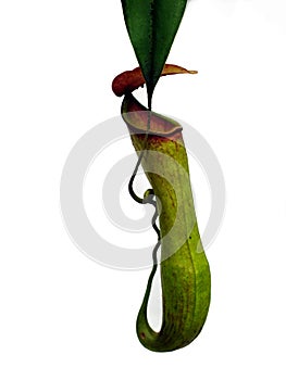 Nepenthes spectabilis x ventricosa tropical parasitic plant outdoor