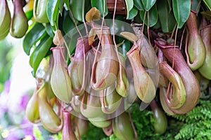 Nepenthes tropical carnivore plant in the garden