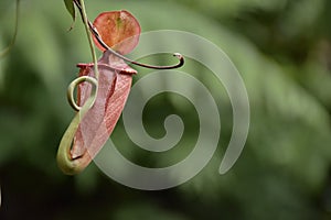 Nepenthes tropical carnivore plant in the garden.