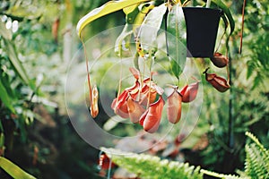 Nepenthes tropical carnivore plant in the garden.