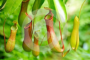 Nepenthes tropical carnivore plant photo