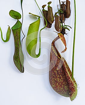 Nepenthes tropical pitcher plant