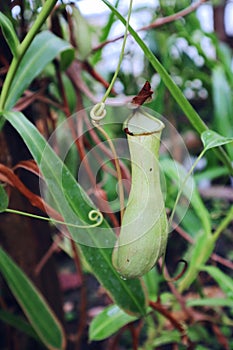 Nepenthes, Tropical pitcher plants and monkey cups.