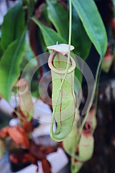 Nepenthes, Tropical pitcher plants and monkey cups.