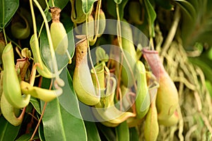 Nepenthes, Tropical pitcher plants or Monkey cups