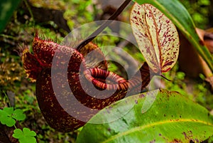 Nepenthes, Tropical pitcher plants and monkey cups. Borneo, Malaysia