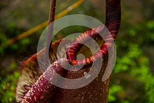 Nepenthes, Tropical pitcher plants and monkey cups. Borneo, Malaysia