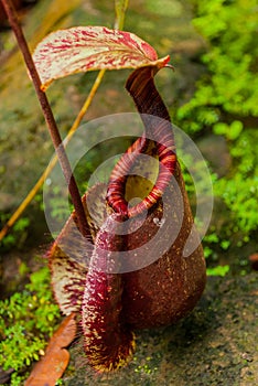 Nepenthes, Tropical pitcher plants and monkey cups. Borneo, Malaysia
