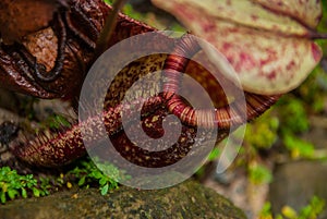 Nepenthes, Tropical pitcher plants and monkey cups. Borneo, Malaysia