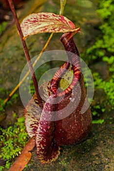 Nepenthes, Tropical pitcher plants and monkey cups. Borneo, Malaysia