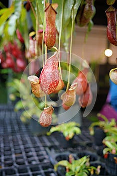 Nepenthes, Tropical pitcher plants or monkey cups in the garden .selective focus