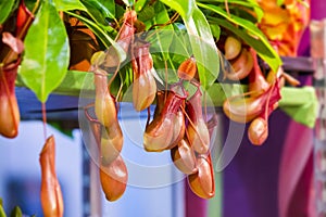 Nepenthes, Tropical pitcher plants and monkey cups. Insectivorous plant