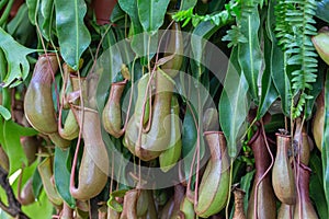 Nepenthes, Tropical pitcher plants and monkey cups nepenthaceae in garden