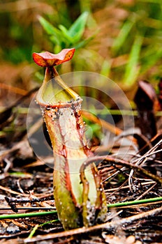 Nepenthes, tropical pitcher plants , Pitfall traps