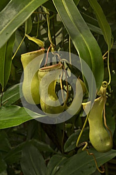 Nepenthes, tropical pitchers plants.